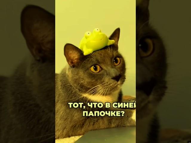 кусев #kotiynet