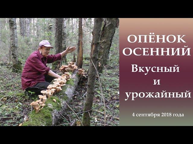 ОПЁНОК ОСЕННИЙ. Урожайный и вкусный.