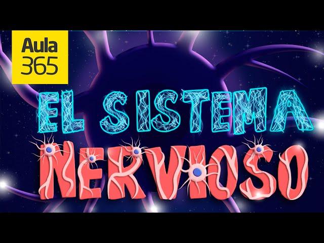 El Sistema Nervioso | Videos Educativos Aula365