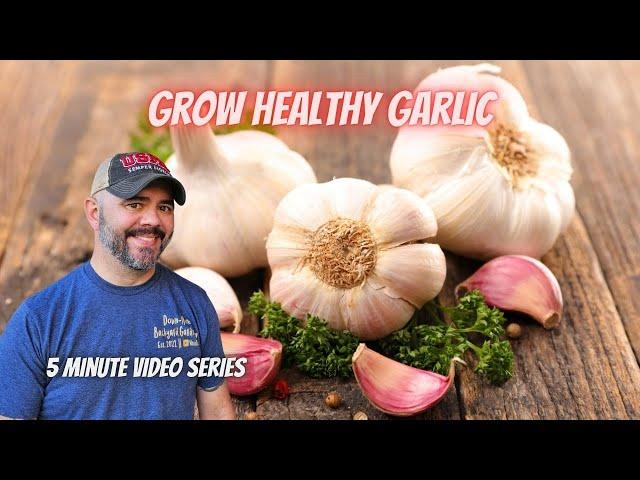 Tuesday Growing Tip: Garlic & Vernalization || DHBG