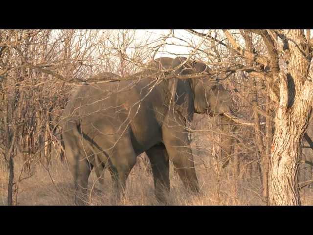 Charged by Black Rhino