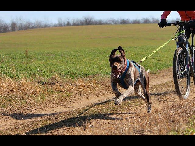 European Sleddog // Bikejöring  // Masterpiece Sport Dog Team