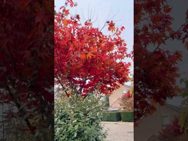 Colors of Winter in the Netherlands