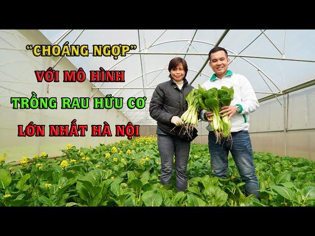 Rau hữu cơ  || Mô hình - kỹ thuật trồng rau hữu cơ thu tiền tỷ mỗi năm