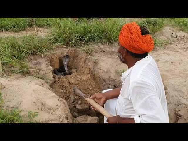 Black Cobra Snake Catching,Jogi is getting trained his son for Snake Catching