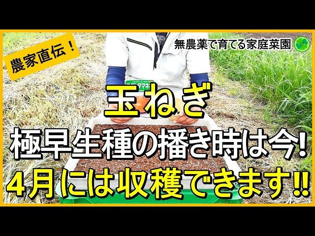 【玉ねぎ栽培】失敗しない品種選び～種まき・苗作りのコツ  【有機農家直伝！無農薬で育てる家庭菜園】　24/8/27