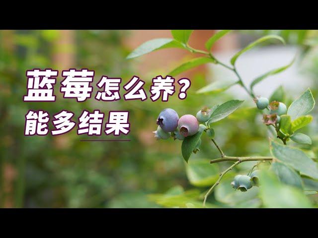 园丁小饭丨想要蓝莓多结果？这样照顾它才行