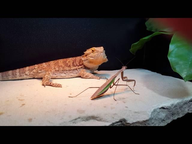 Bearded dragon eats preying mantis