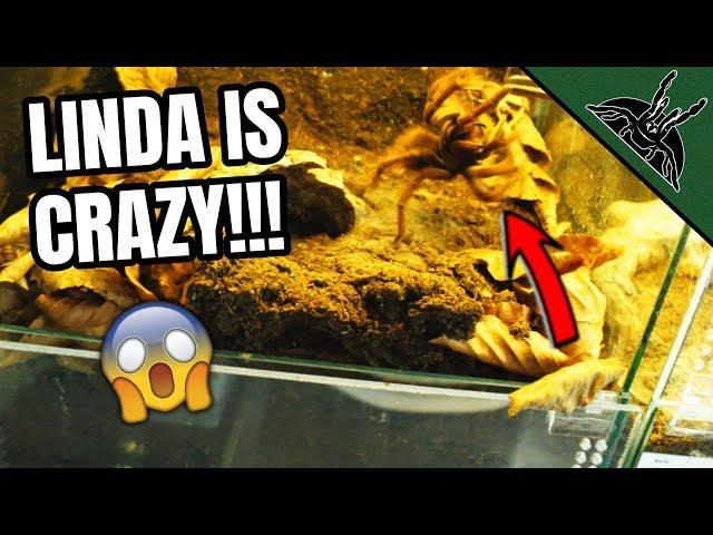 Feeding my TARANTULAS with SPECIAL FEEDERS!