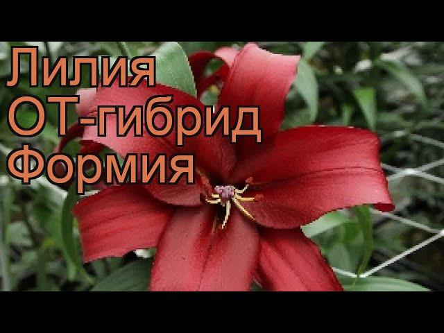 Лилия от-гибрид Формия (lilium ot-hybrids formia)  Формия обзор: как сажать, луковицы лилии Формия