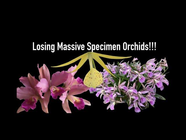 Losing Massive Specimen Size Orchids