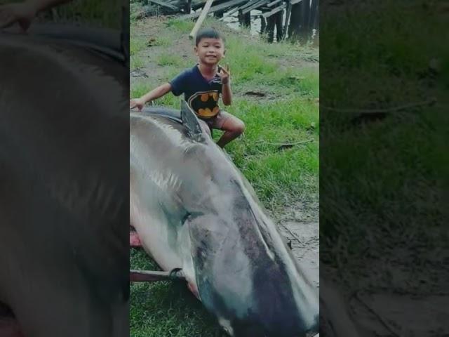 ikan patin terbesar #shorts #ikanpatin