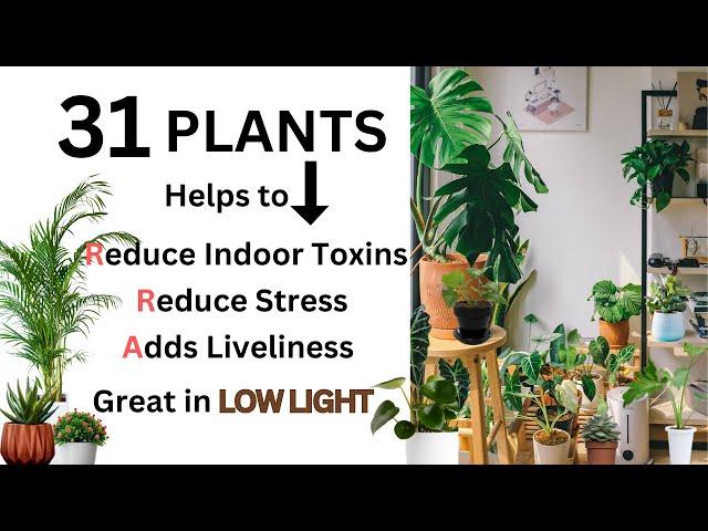 31 Houseplants You WILL love - LOW LIGHT Spaces and Places