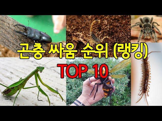 곤충 싸움순위 랭킹 TOP10 가장 강한 곤충은?