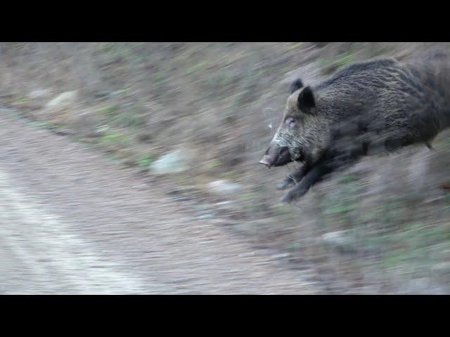 FINDIK BAHÇESİNDE DOMUZU AVI  / BOAR HUNTING IN HAZELNUT GARDEN