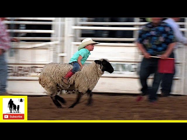 Mutton Bustin'  2021 Saint's Roost Ranch Rodeo | Saturday