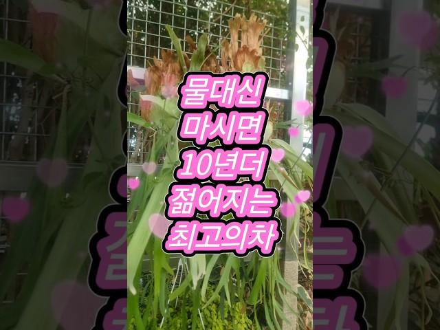 짧지만 조심스럽네요 ᆢ장마 #succulent #flowers #garden #plants #건강이최고다 #다육이 #shorts