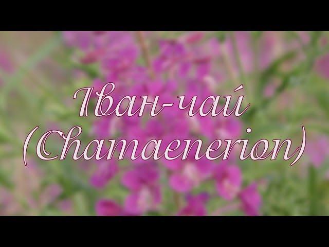 Іван-чай