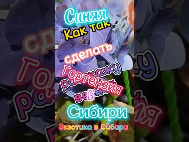 Как сделать гортензию Синей.#каксделатьгортензиюсиней #гортензиясиняя #гортензиякрупнолистная