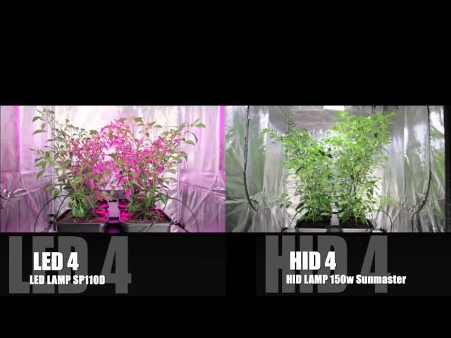 LED vs HID Grow Lights | The Final Chilli Battle