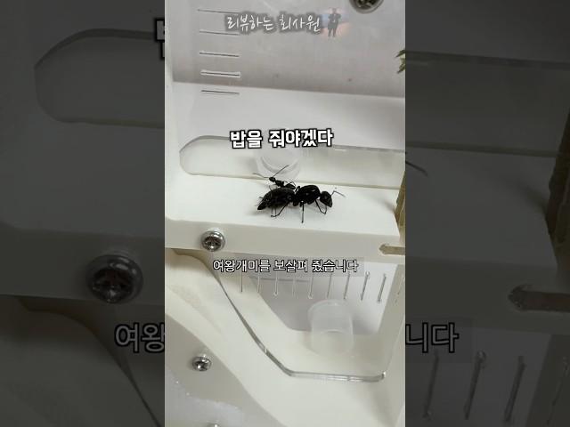 여왕개미 키우기 6탄! #개미 #개미키우기 #여왕