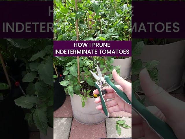 How I Prune My Indeterminate Tomatoes  - Part 1
