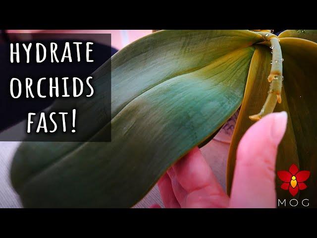 How to rehydrate Orchids fast! - Orchid Care Quick Tips