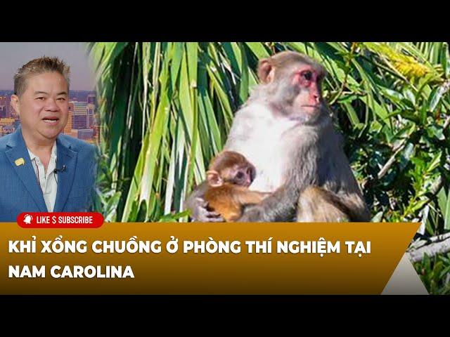 Cà Phê Sáng P1 (11-15-2024) Khỉ xổng chuồng ở phòng thí nghiệm tại Nam Carolina