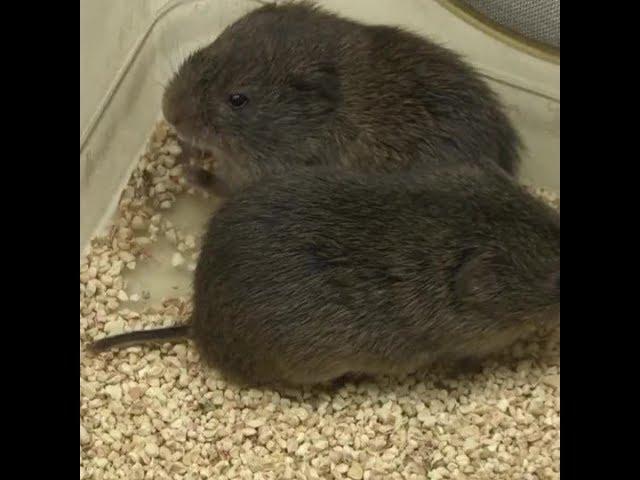 Brain switch makes voles fall in love