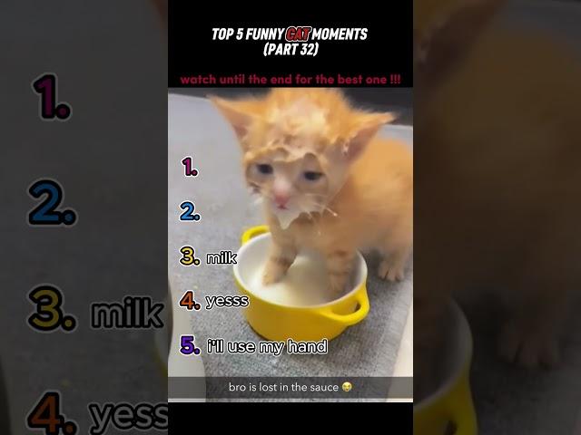 top 5 funny cat moments!!!