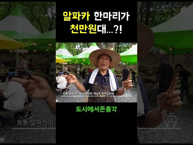 알파카가 이 정도로 비싸다고...?