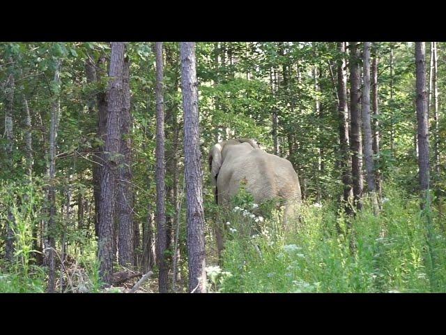 The Elephant Sanctuary | Artie's First Time in His New Habitat