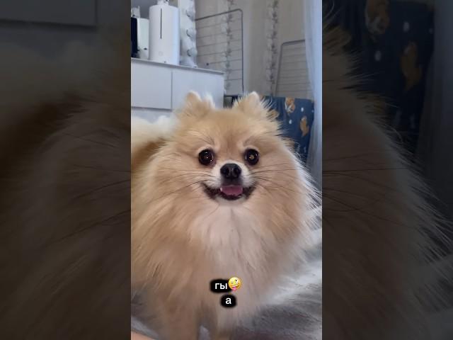 Хитрый шпиц ОЛИВКА 🫒 #pomeranian #шпиц #шпицы #смешныеживотные #питомцы #dogvlog