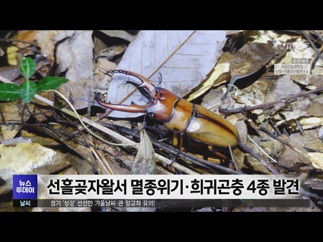 선흘곶자왈서 멸종위기·희귀곤충 4종 발견