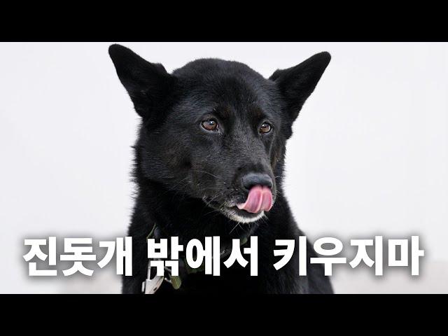 Don't raise Jindo Dogs outside. | Dog Encyclopedia ep. Jindo Dogs