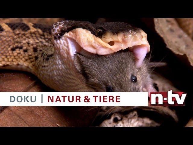 Trailer n-tv Doku „Tödliche Schlangen – Expedition Costa Rica“ am 22.11.2015 bei n-tv