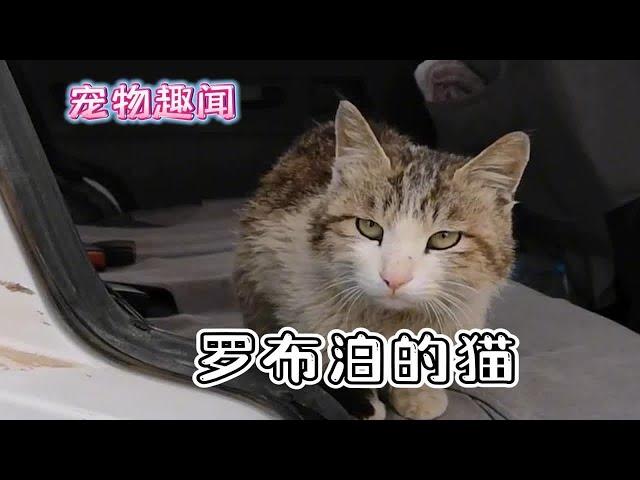 愿天下没有流浪猫！