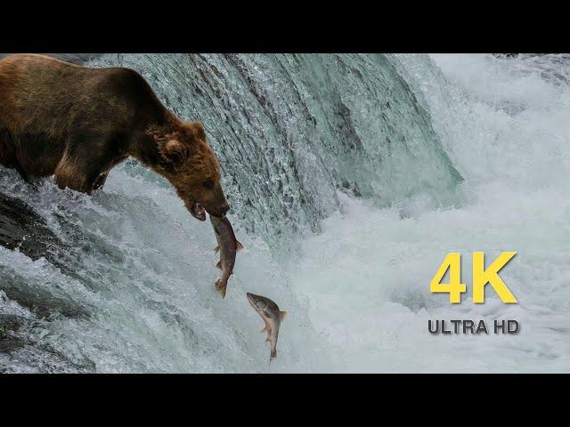 Relax All Day With the Fat Bears of Katmai In 4k High Definition - With Calming Music