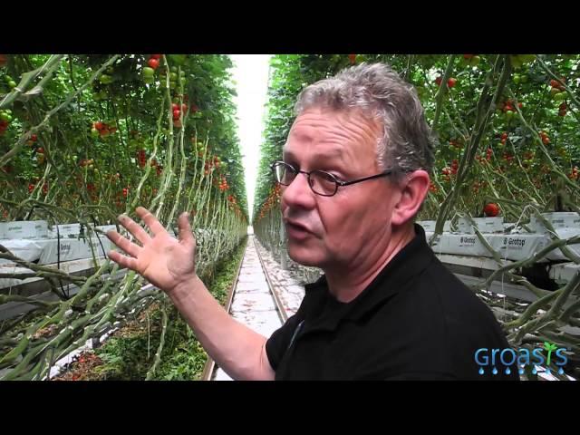 Episode 13 - How do tomatoes grow in a hydroponic system?