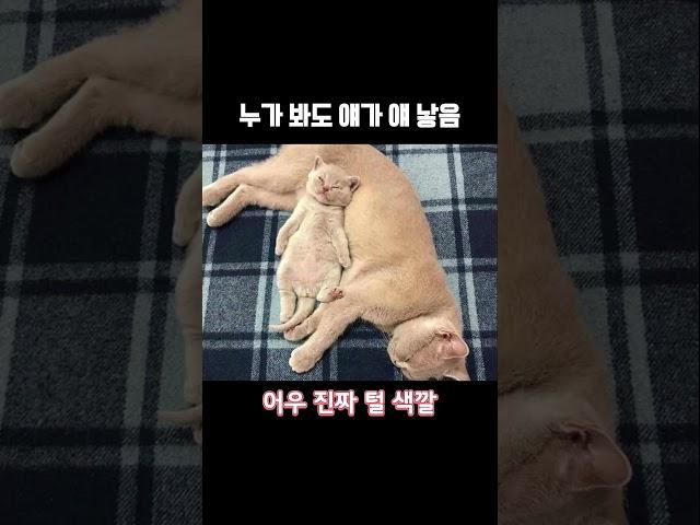 누가봐도 붕어빵 가족 #밈 #유머 #웃긴영상