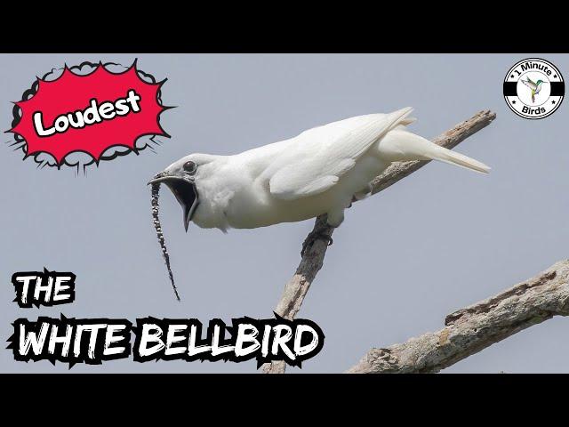 White Bellbird - Loudest Bird in the World