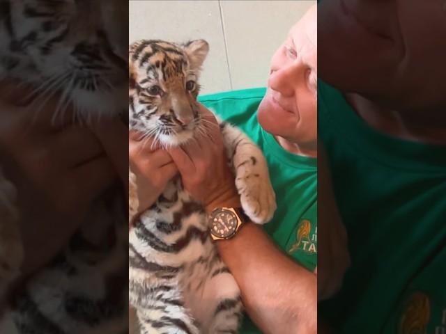Маленький тигренок и Олег Зубков - очень милые кадры! Тайган