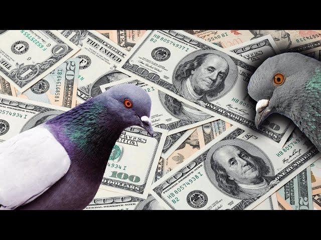 Where To Buy Pigeons