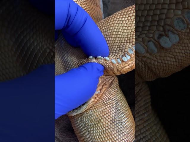 Popping femoral pores on dead iguana**very satisfying ASMR