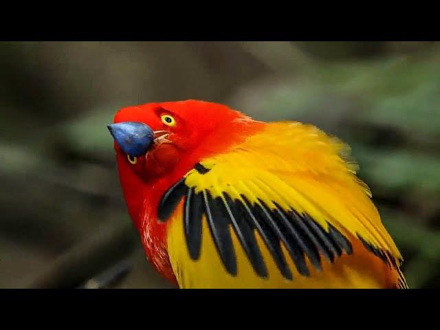 Unbelievable Bird Behaviours | BBC Earth