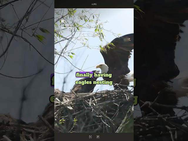 Eagle nesting in Milwaukee county  #citizenscience #duet #americanbird #wisconsin