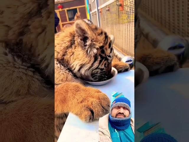 So good #tiger #animals #cute #zoo #lion #foryou #kitten #tigercub #adorable #kitty #ytshorts