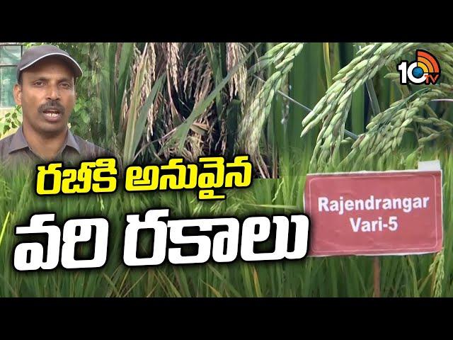 రబీకి అనువైన వరి రకాలు | Rice Cultivation In Rabi Season | Matti Manishi | 10TV News