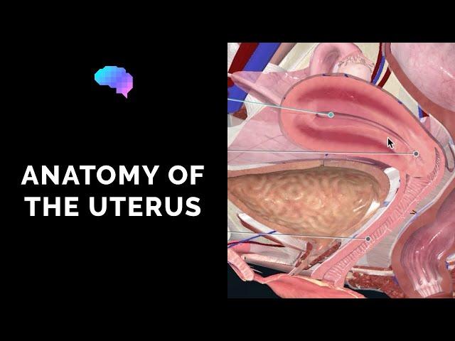 Anatomy of the Uterus | Ovaries | 3D Anatomy Tutorial | UKMLA | CPSA