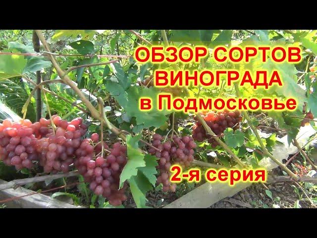 ч 2  СОРТА ВИНОГРАДА созревающие в ПОДМОСКОВЬЕ  2 я серия. Велес, Супер-Экстра, Зарница